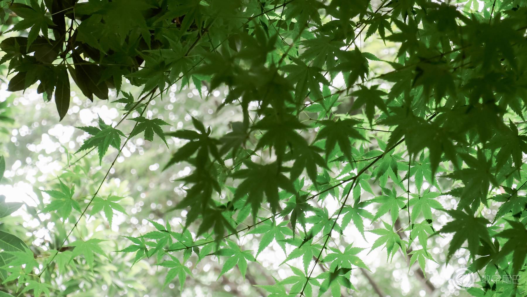 海拔1米以下的精灵世界