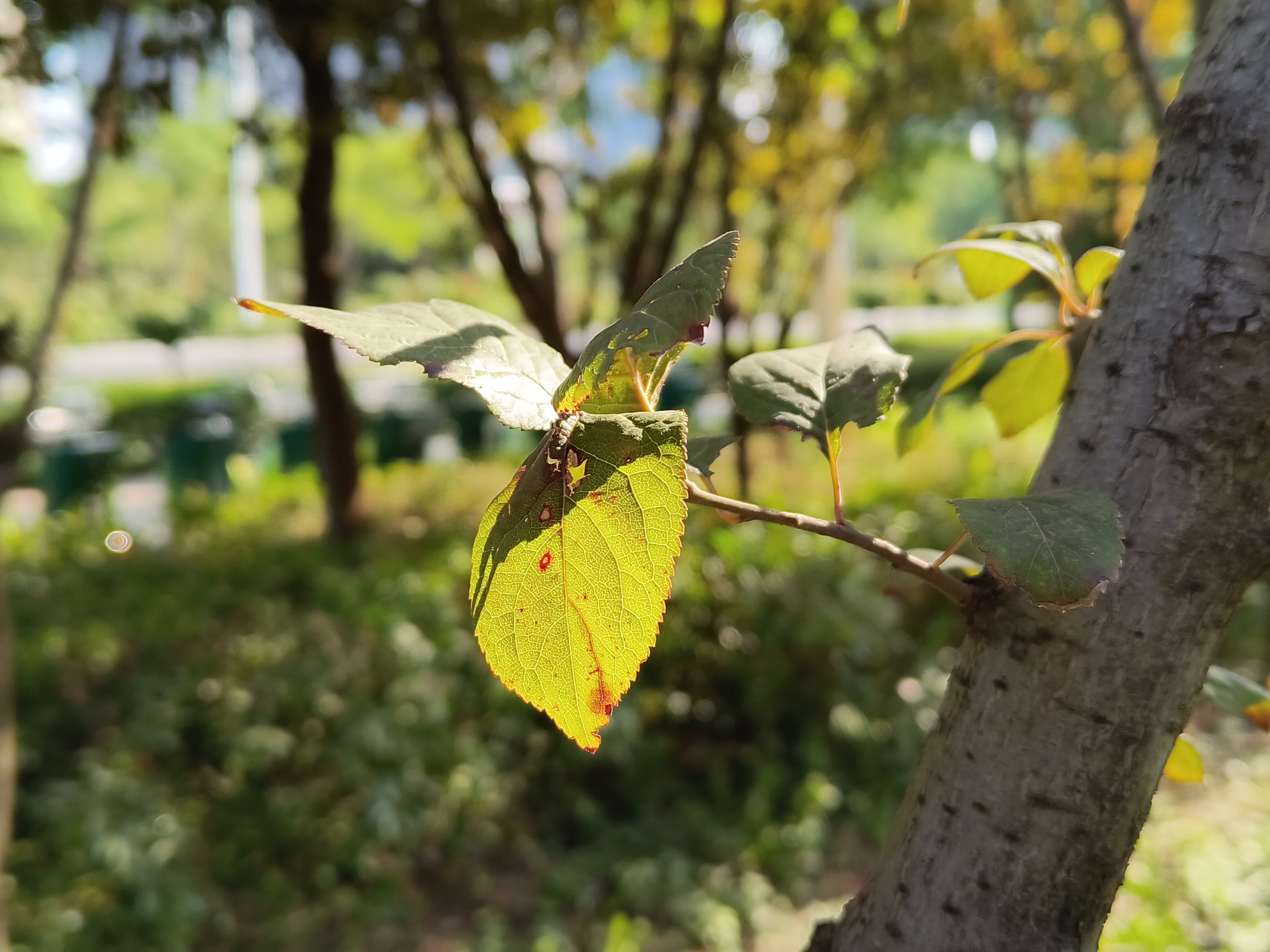 ROG6天玑至尊版评测：机身开天窗 我的散热就是刚