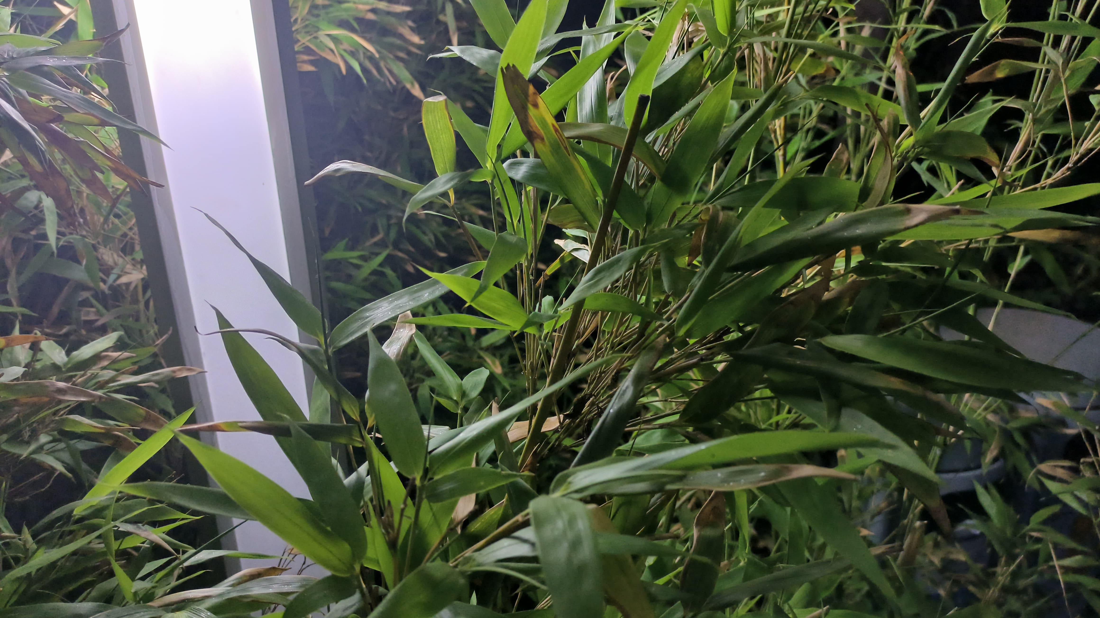 Redmi Note11T Pro+评测：中端机性能天花板 仅此一家