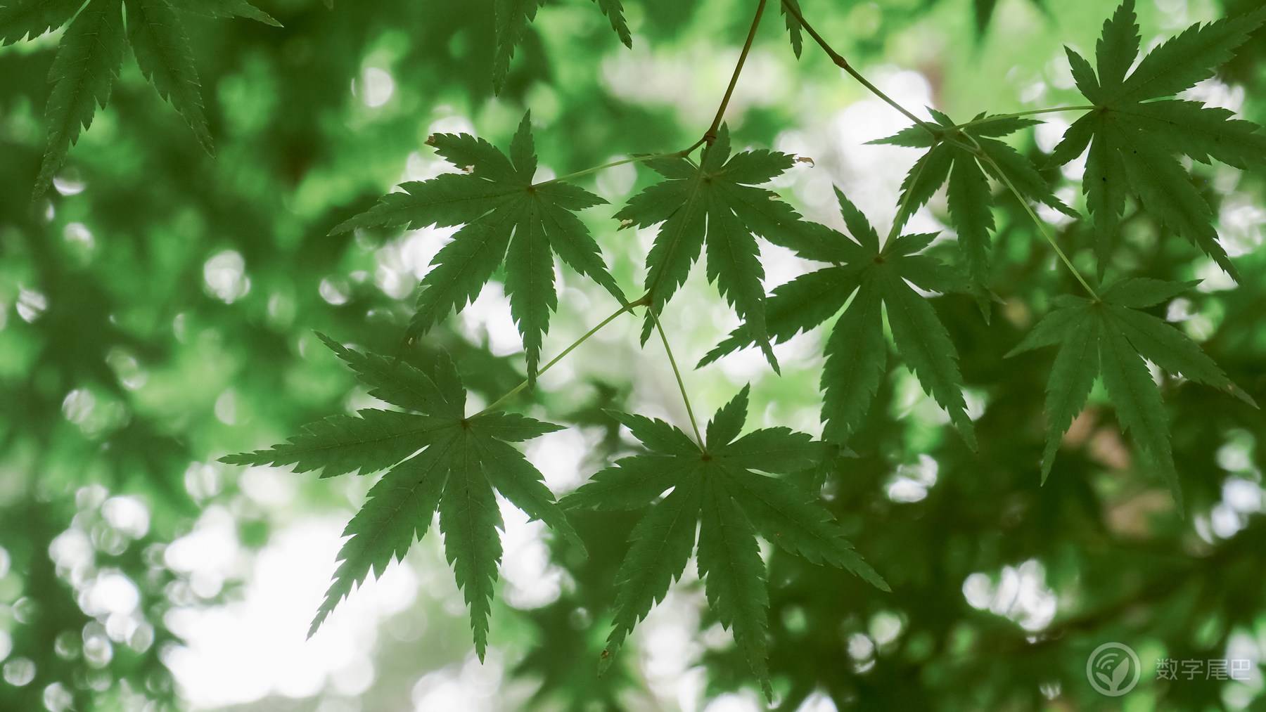 海拔1米以下的精灵世界