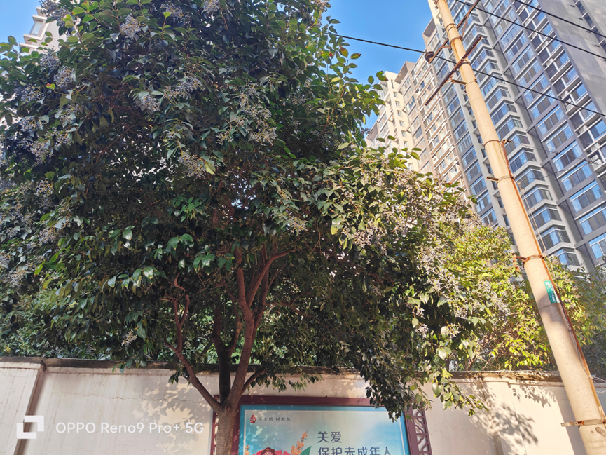 OPPO Reno 9 Pro+评测：最好的一代Reno 虽迟但到