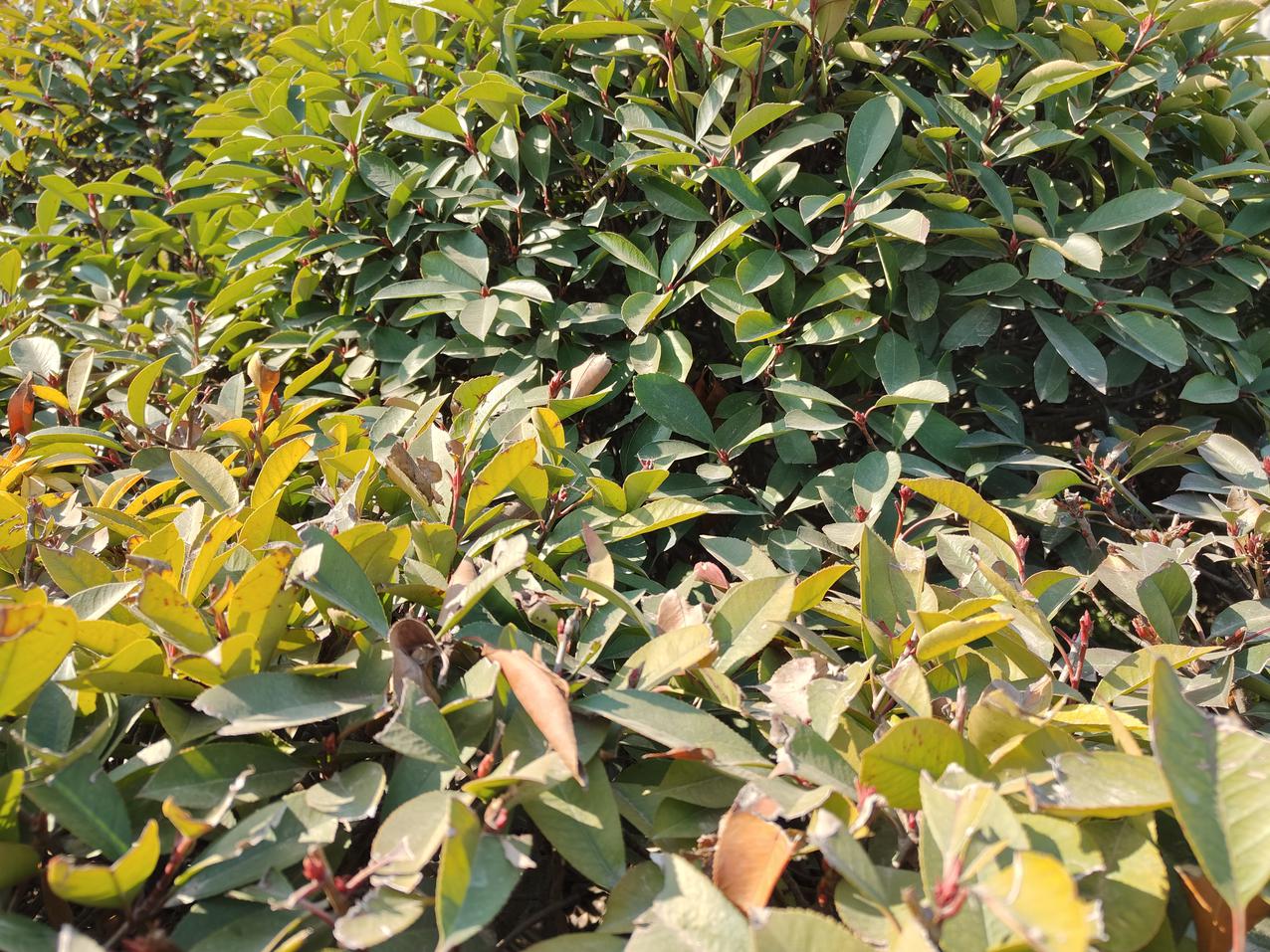 真我GT Neo5评测：还有谁？240W快充直接拉满极限