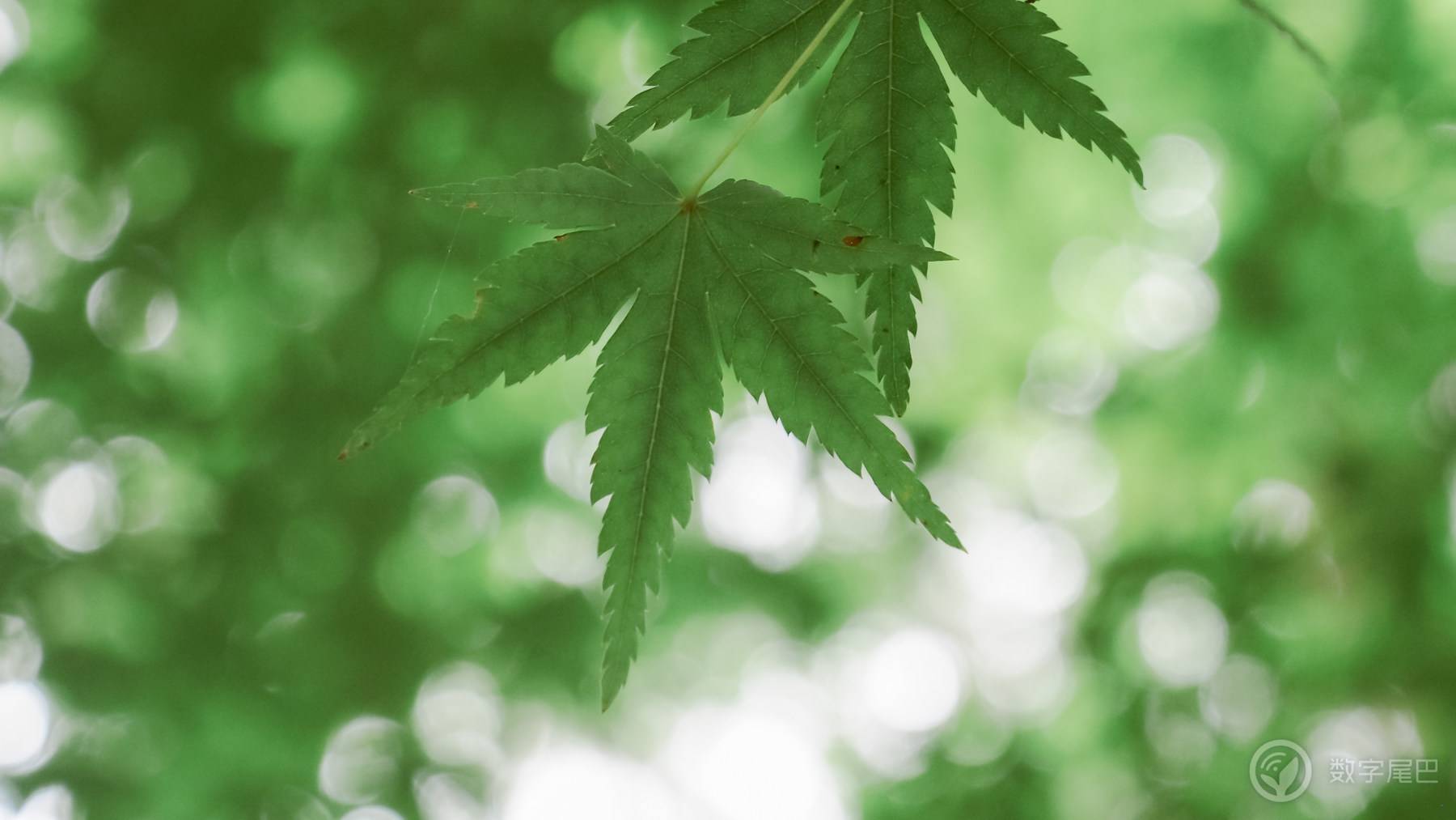 海拔1米以下的精灵世界