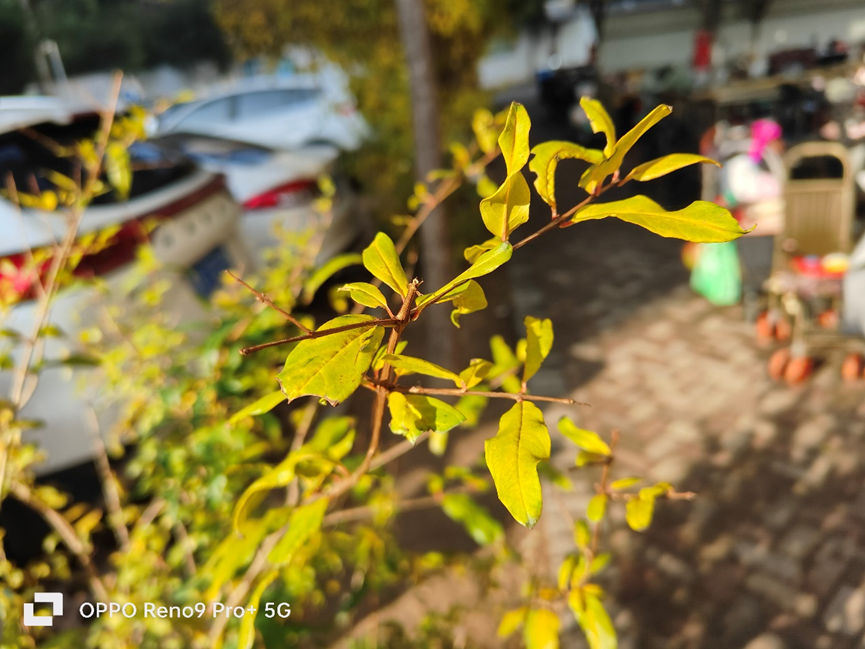 OPPO Reno 9 Pro+评测：最好的一代Reno 虽迟但到
