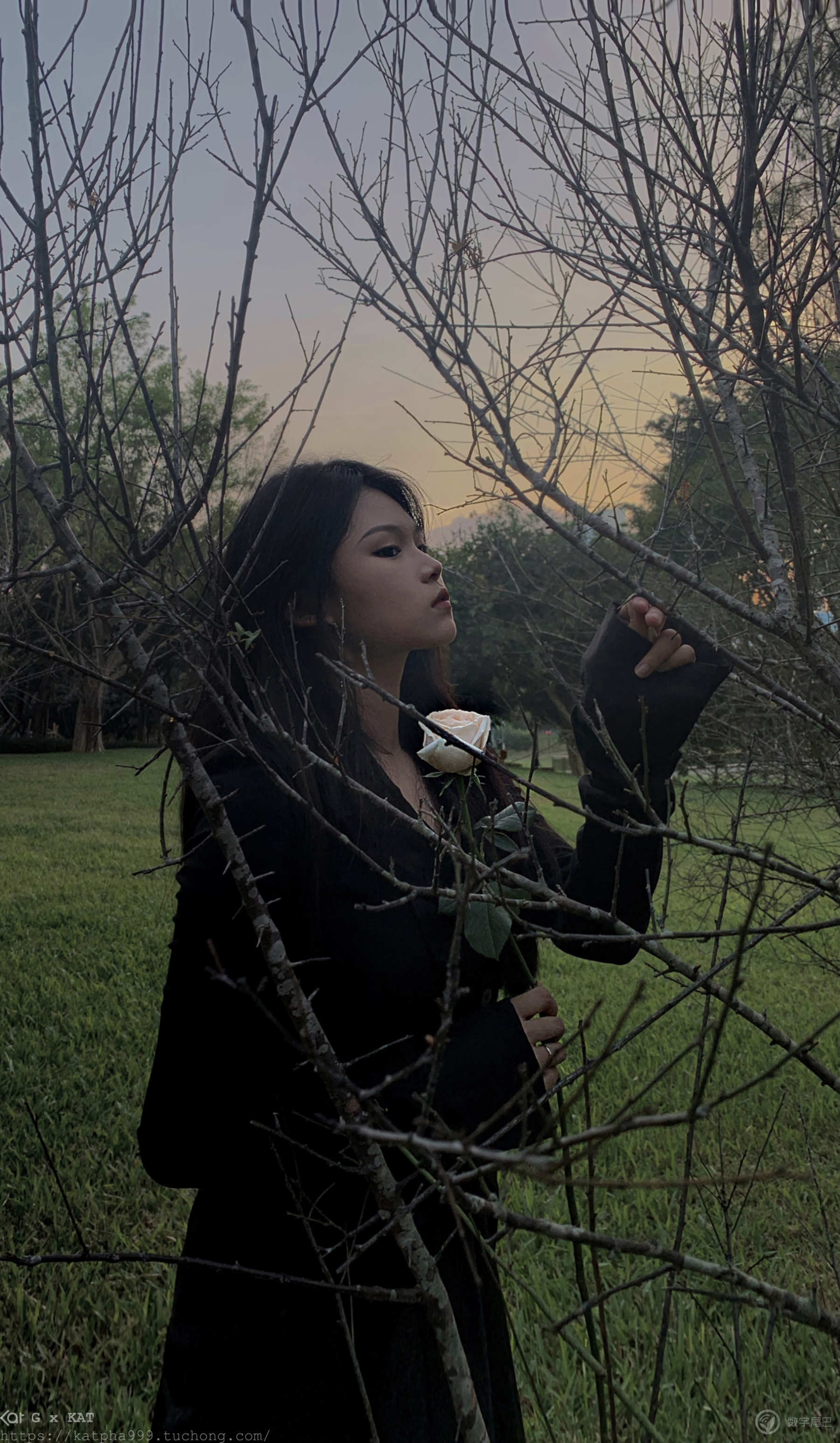 白玫瑰