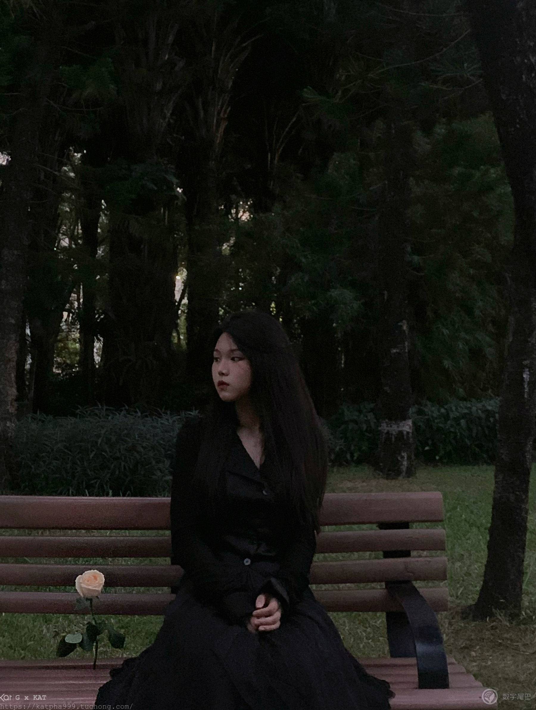 白玫瑰