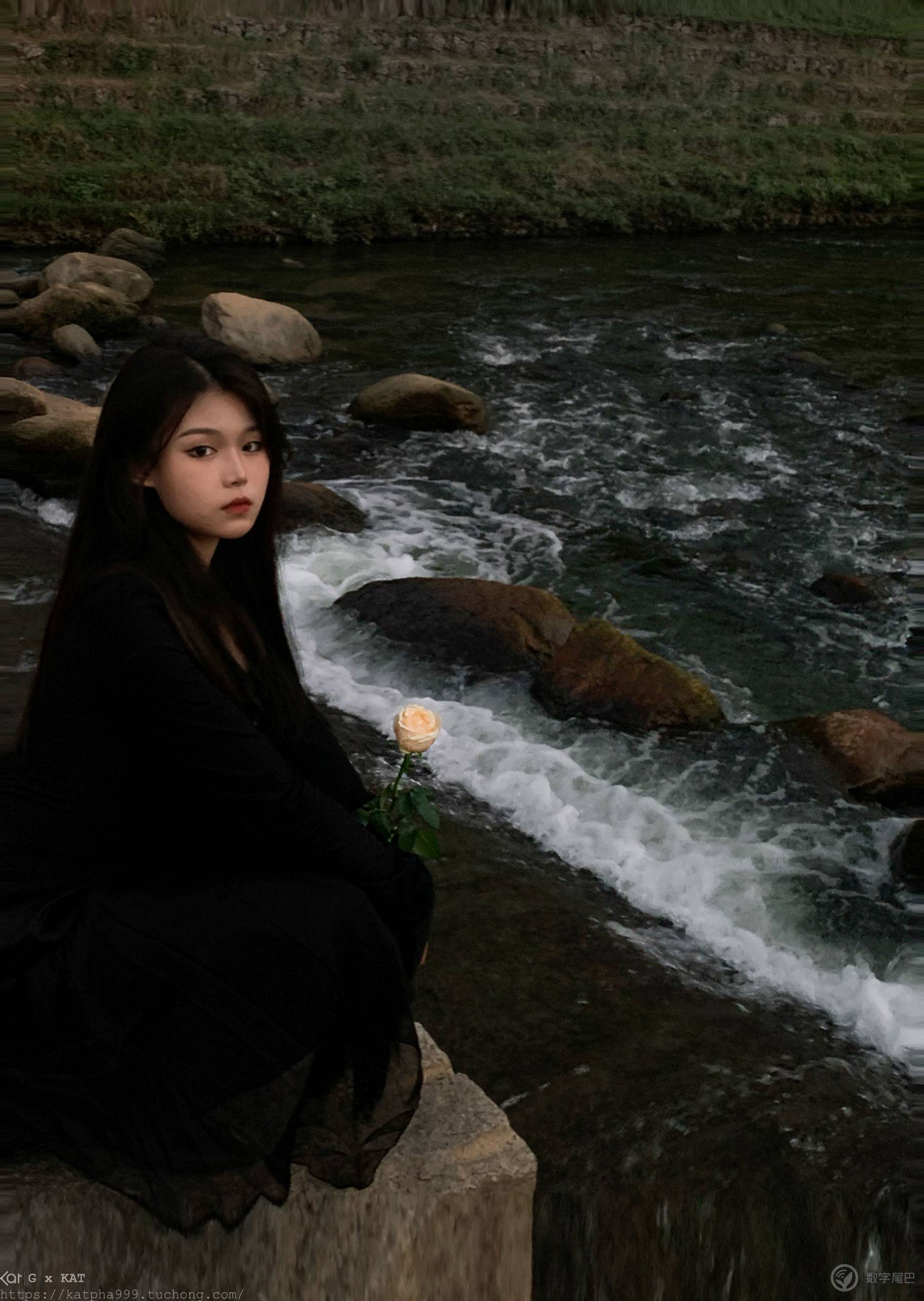 白玫瑰