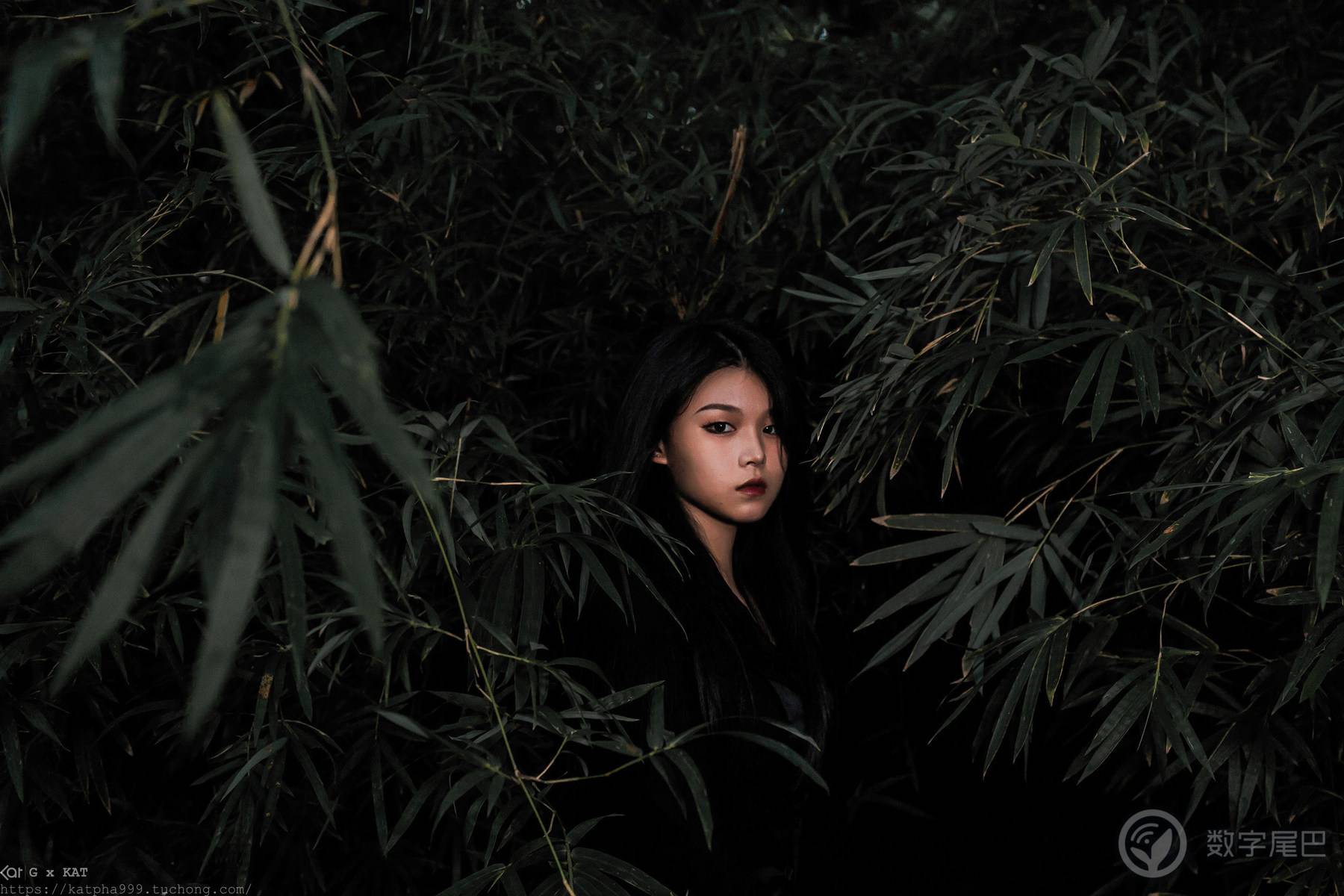 白玫瑰