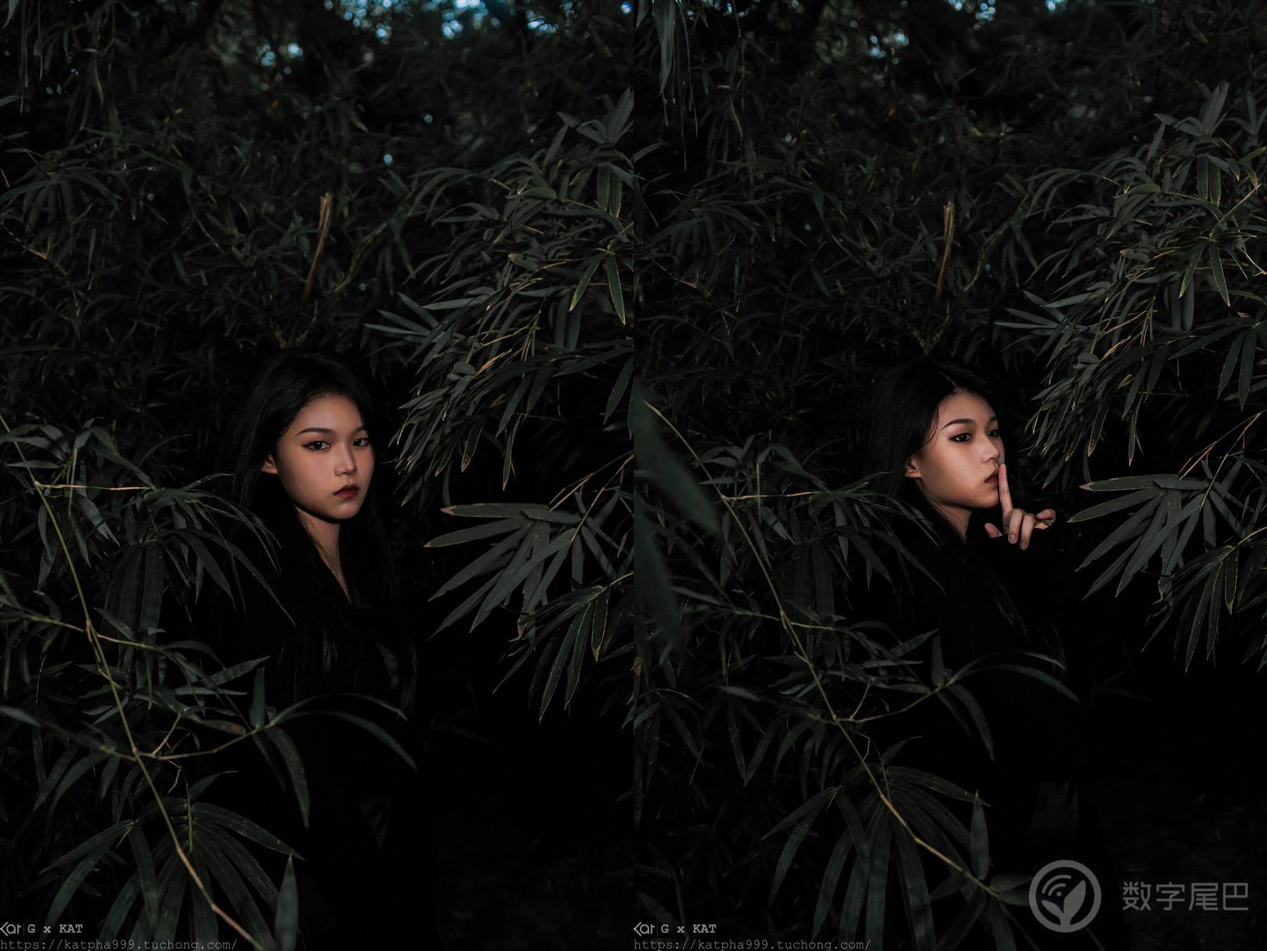 白玫瑰