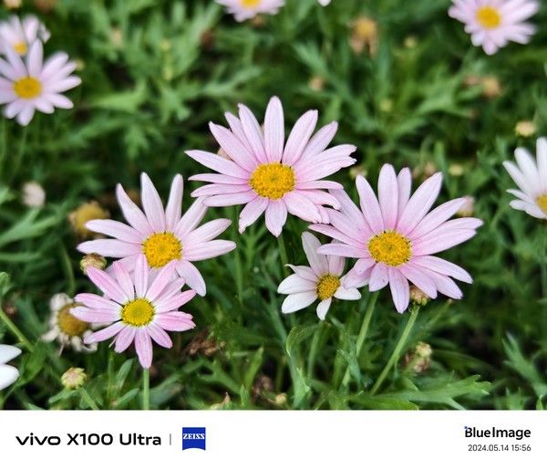 4倍光学变焦，Vivo X100 Ultra的超远摄实力