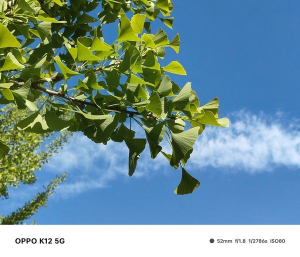 OPPO K12，轻薄便携的100瓦闪光充电电池普及器