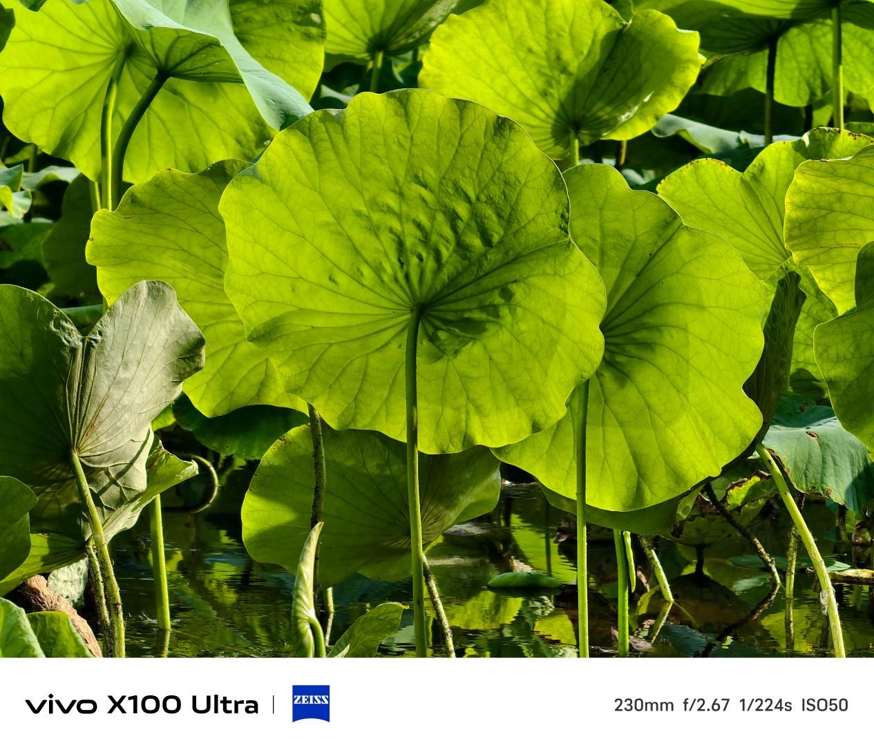 超越视界，体验 vivo X100 Ultra 的极致影像世界