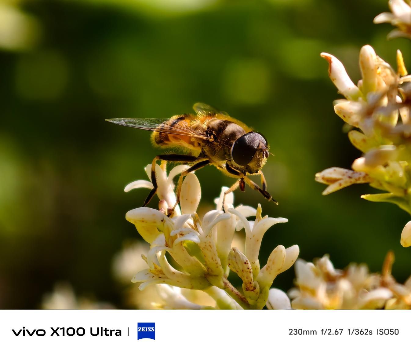 超越视界，体验 vivo X100 Ultra 的极致影像世界