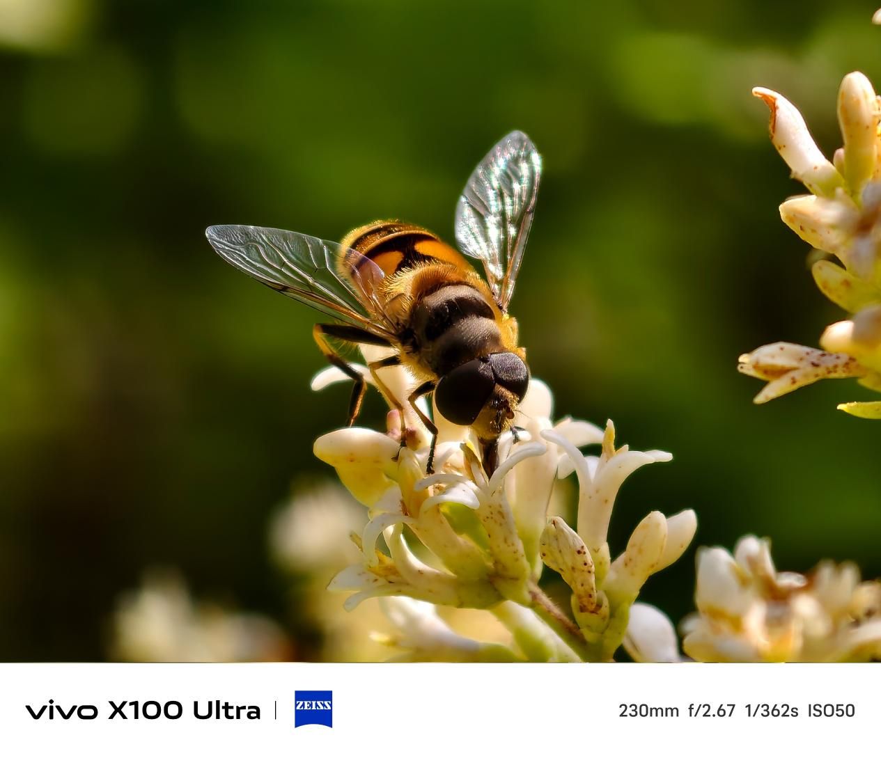 超越视界，体验 vivo X100 Ultra 的极致影像世界
