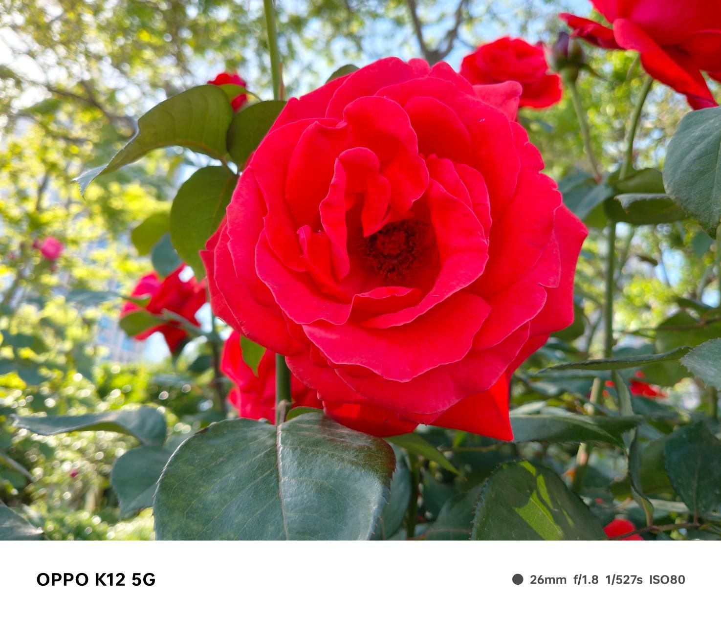 OPPO K12 5G，搭载均衡配置及百瓦快充，轻薄设计尽显尊贵品质！