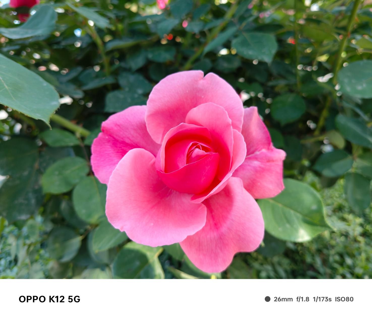 OPPO K12 5G，搭载均衡配置及百瓦快充，轻薄设计尽显尊贵品质！