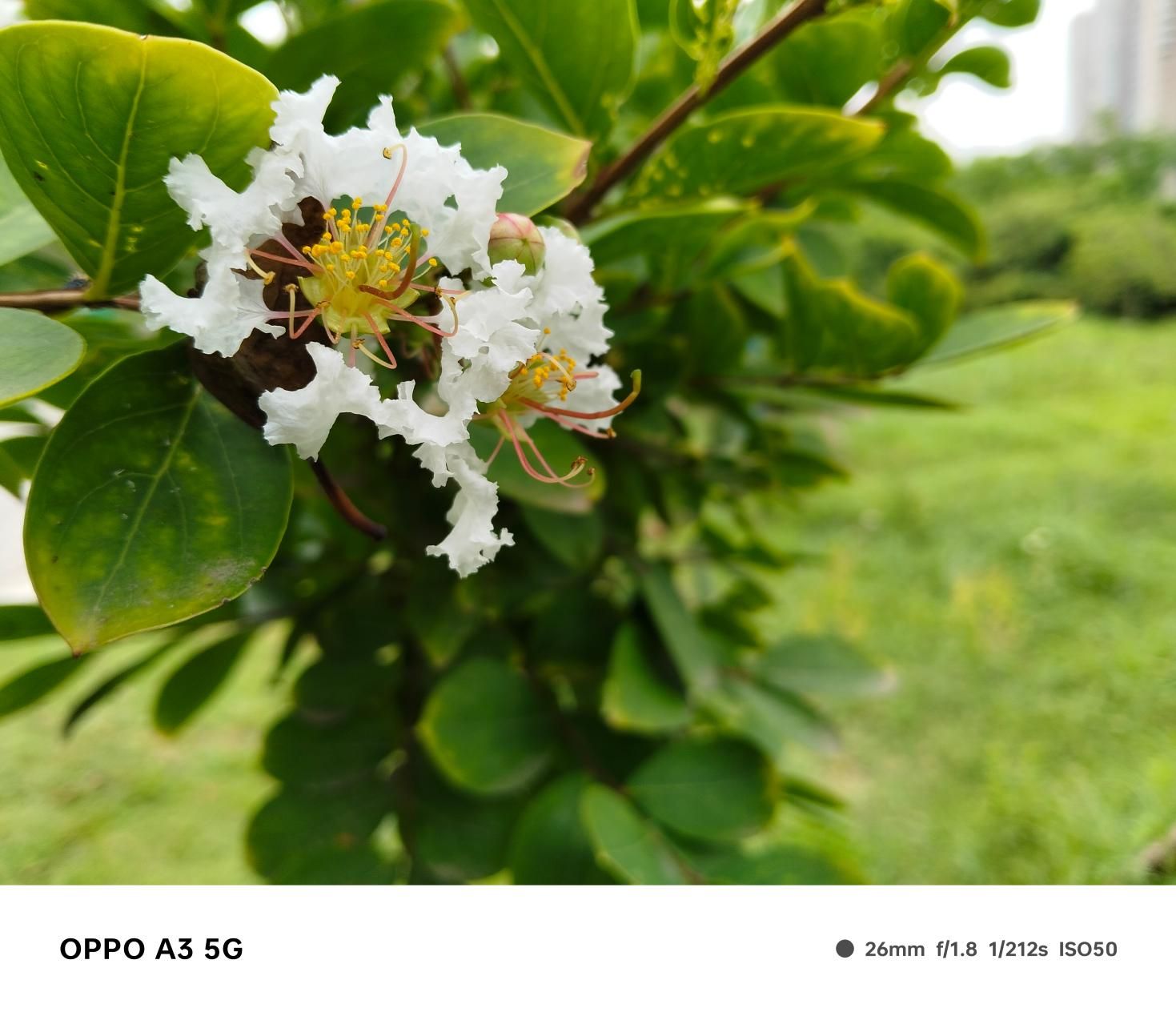 OPPO A3，耐用与性能的完美结合