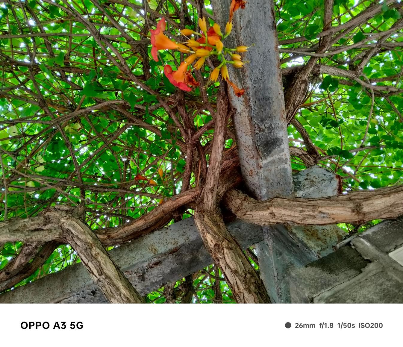 OPPO A3，耐用与性能的完美结合